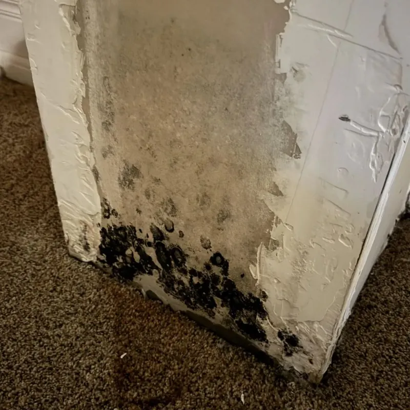 Professional Mold Removal in Hoke County, NC